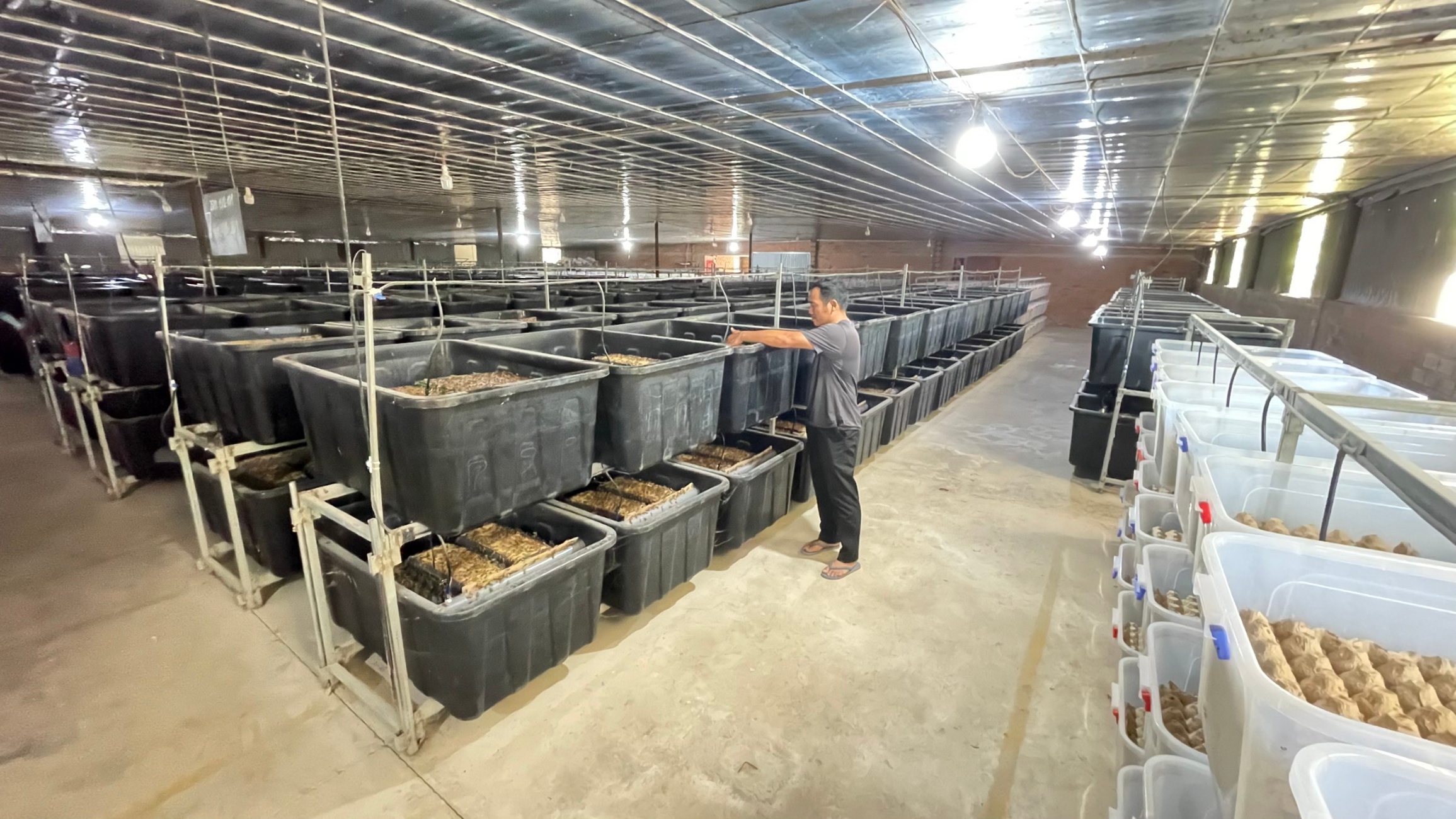 Thăm trại nuôi dế nguyên liệu lớn nhất châu Á và top 3 thế giới
